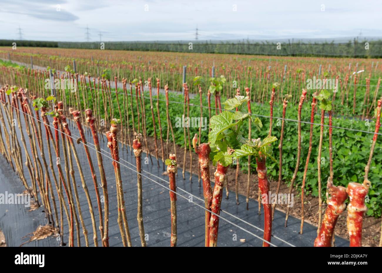 Viticultura, viña joven, granja de frutas de Puder, Laumersheim, Palatinado, Alemania Foto de stock