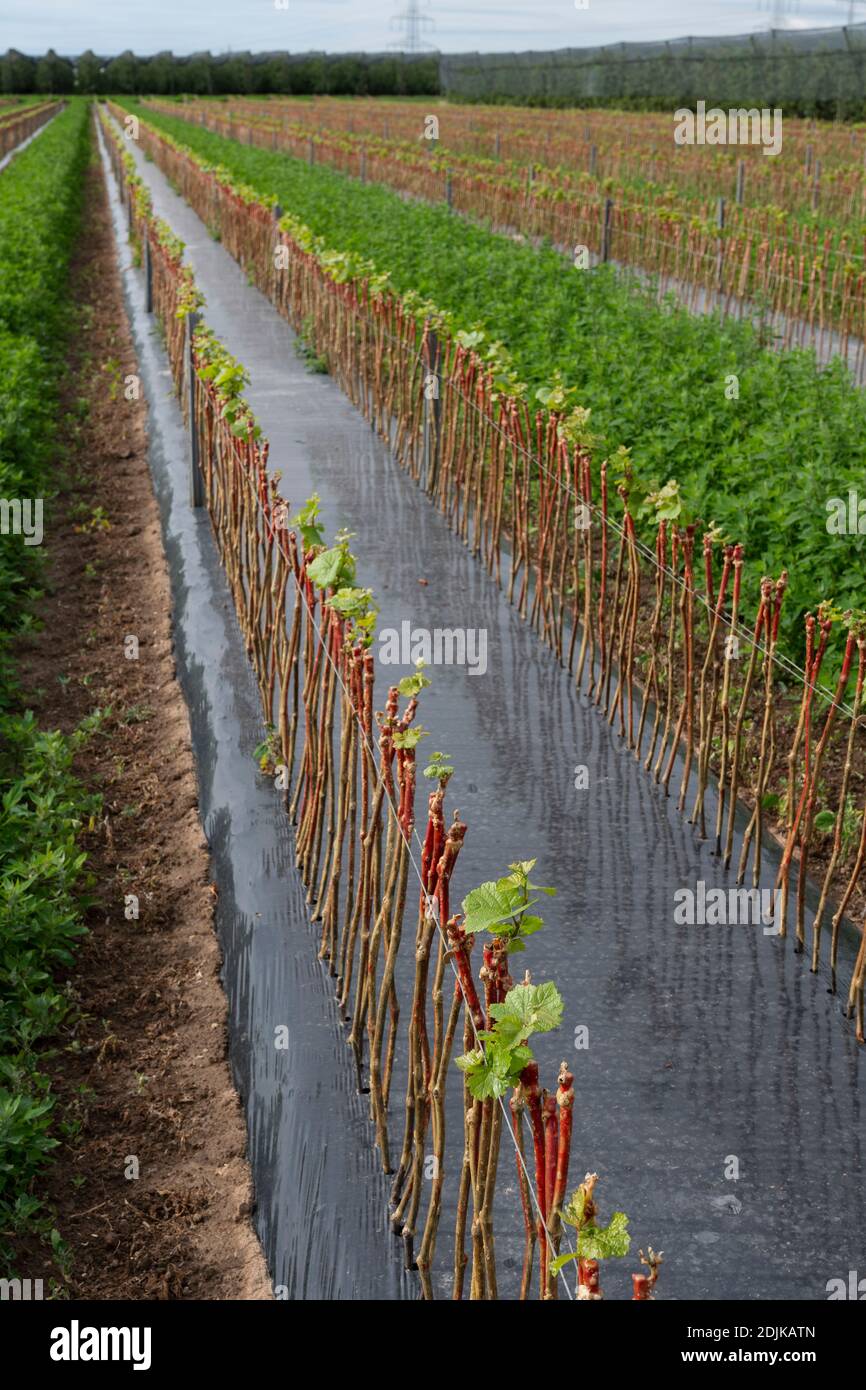 Viticultura, viña joven, granja de frutas de Puder, Laumersheim, Palatinado, Alemania Foto de stock