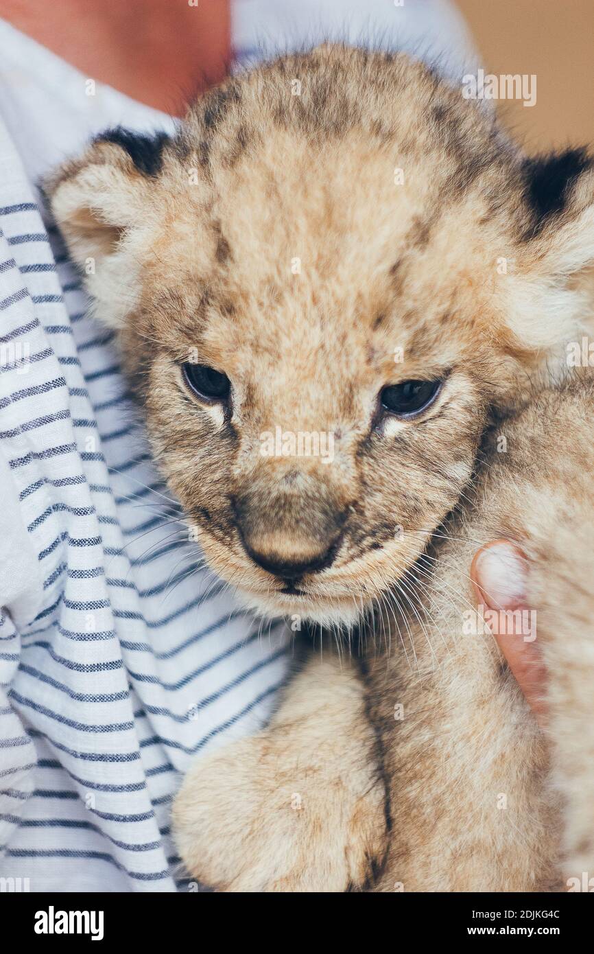 Cute cachorro de león bebé en el zoológico de mascotas. Bebés pequeños  leones peludo en las manos de voluntarios. Salva la vida silvestre  Fotografía de stock - Alamy