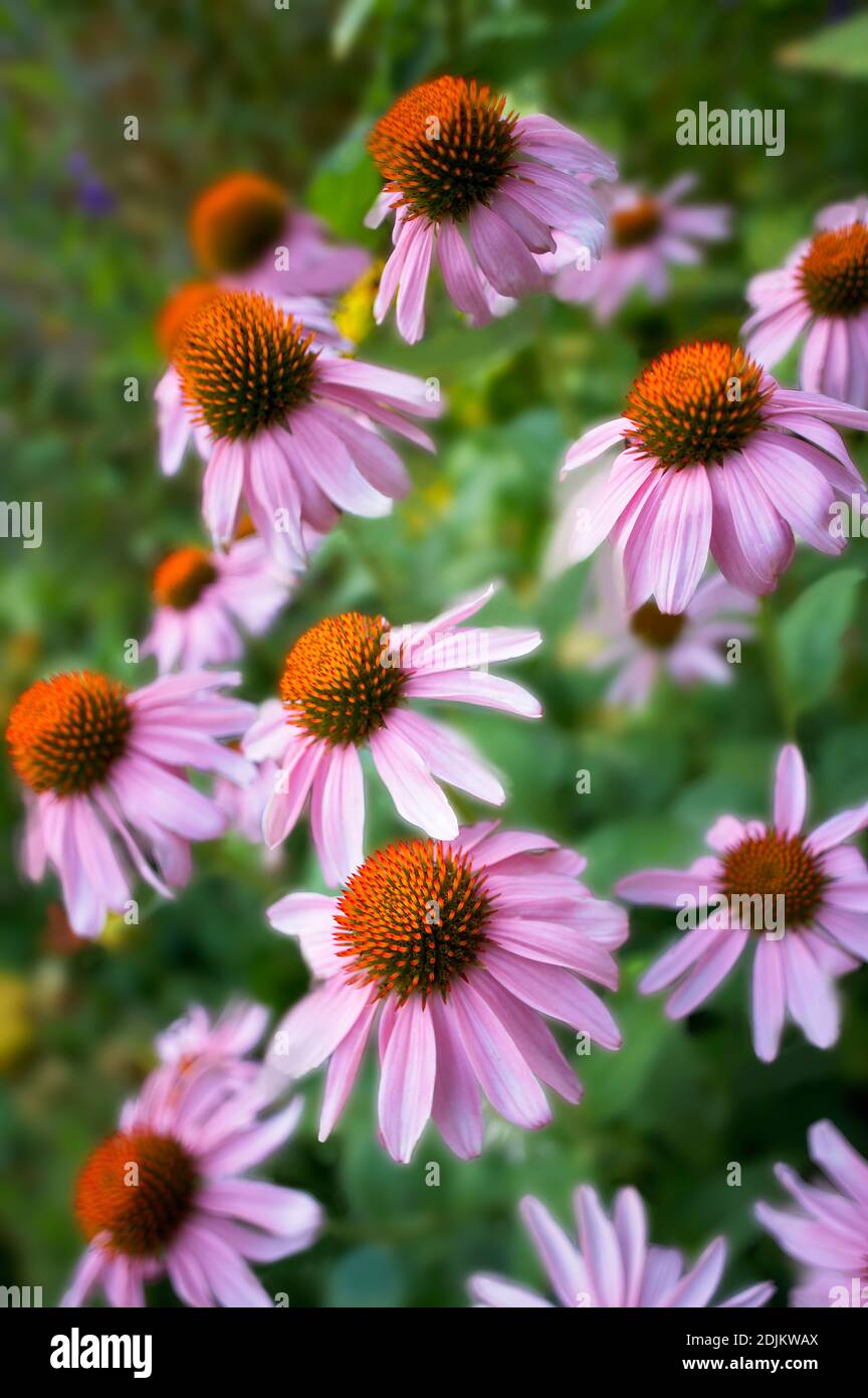 Flores aterciopeladas fotografías e imágenes de alta resolución - Alamy Flores aterciopeladas fotografías e imágenes de alta resolución - Alamy