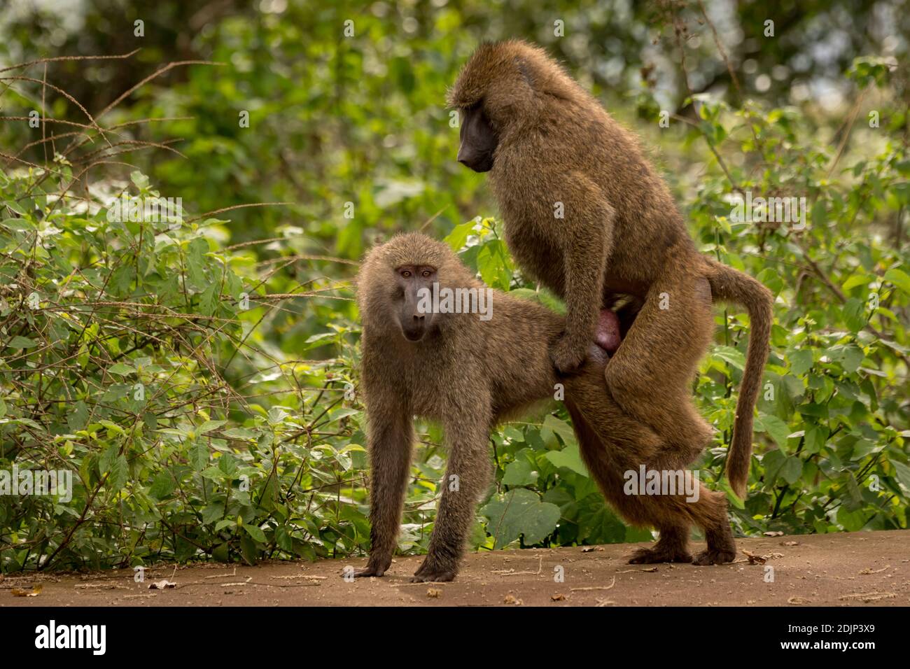 Monos apareamiento por Plantas en el Bosque Fotografía de stock - Alamy
