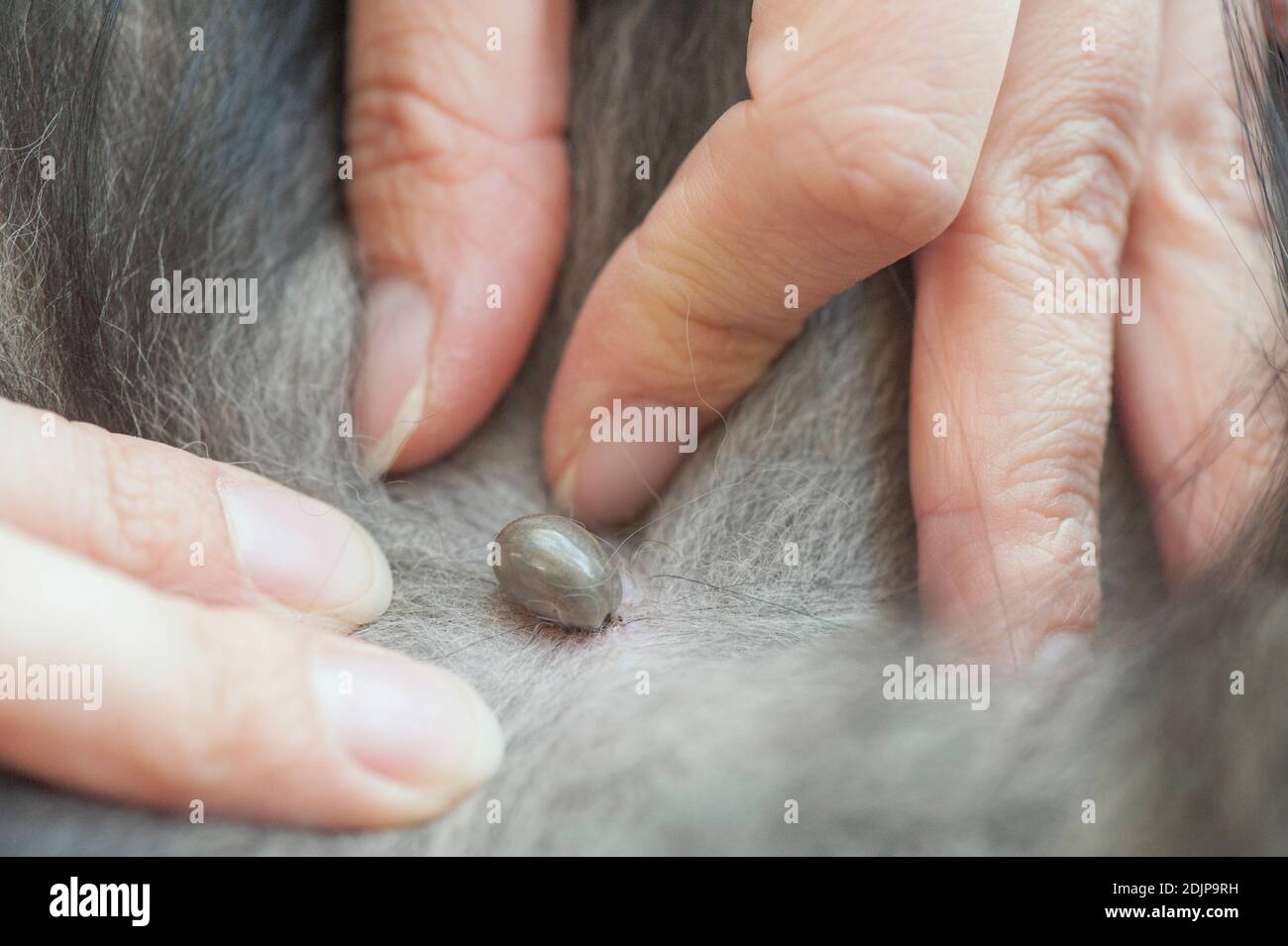 Primer plano de la garrapata succionando sangre sobre la piel del perro. Foto de stock