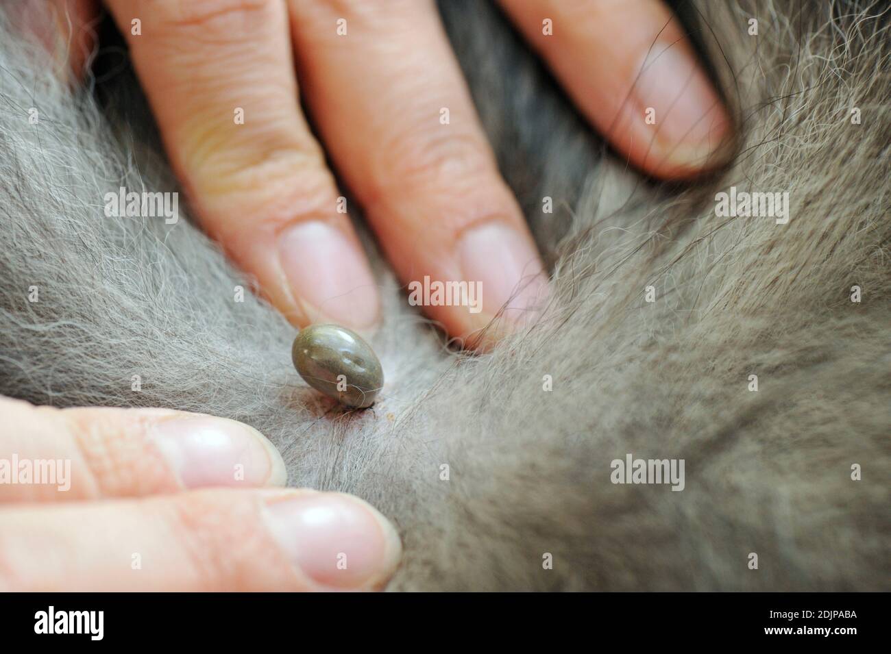 Primer plano de la garrapata succionando sangre sobre la piel del perro. Foto de stock