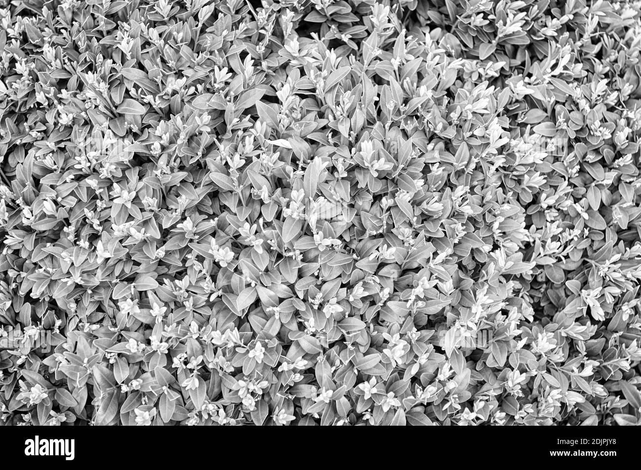 Madera De Boj Imágenes de stock en blanco y negro - Alamy