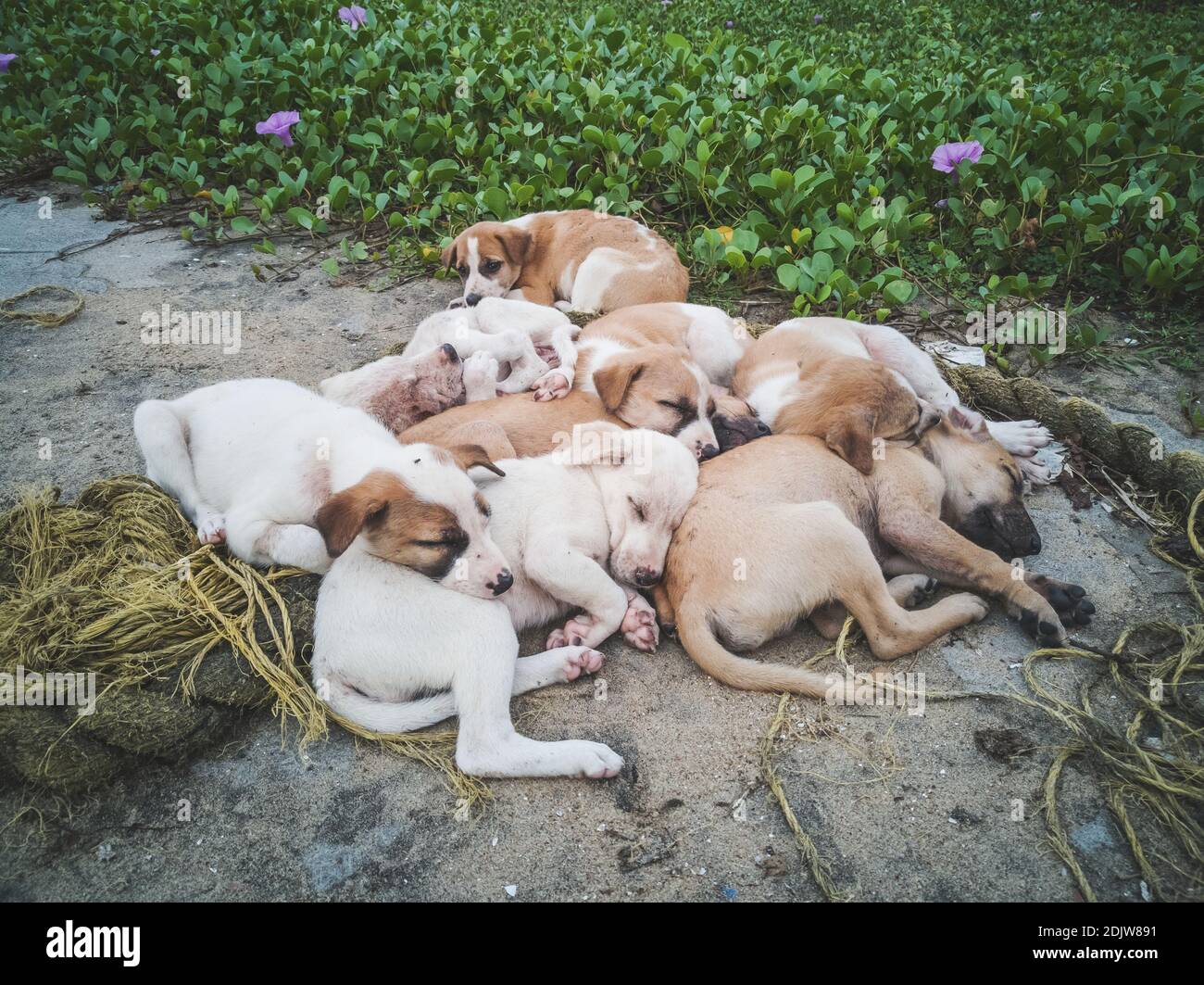 Cachorros de perro durmiendo juntos en el parque Fotografía de stock - Alamy