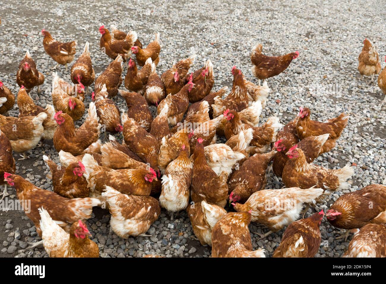 Pollos de la gama libre forrajeando para la comida, Sylt, Schlewig-Holstein Foto de stock
