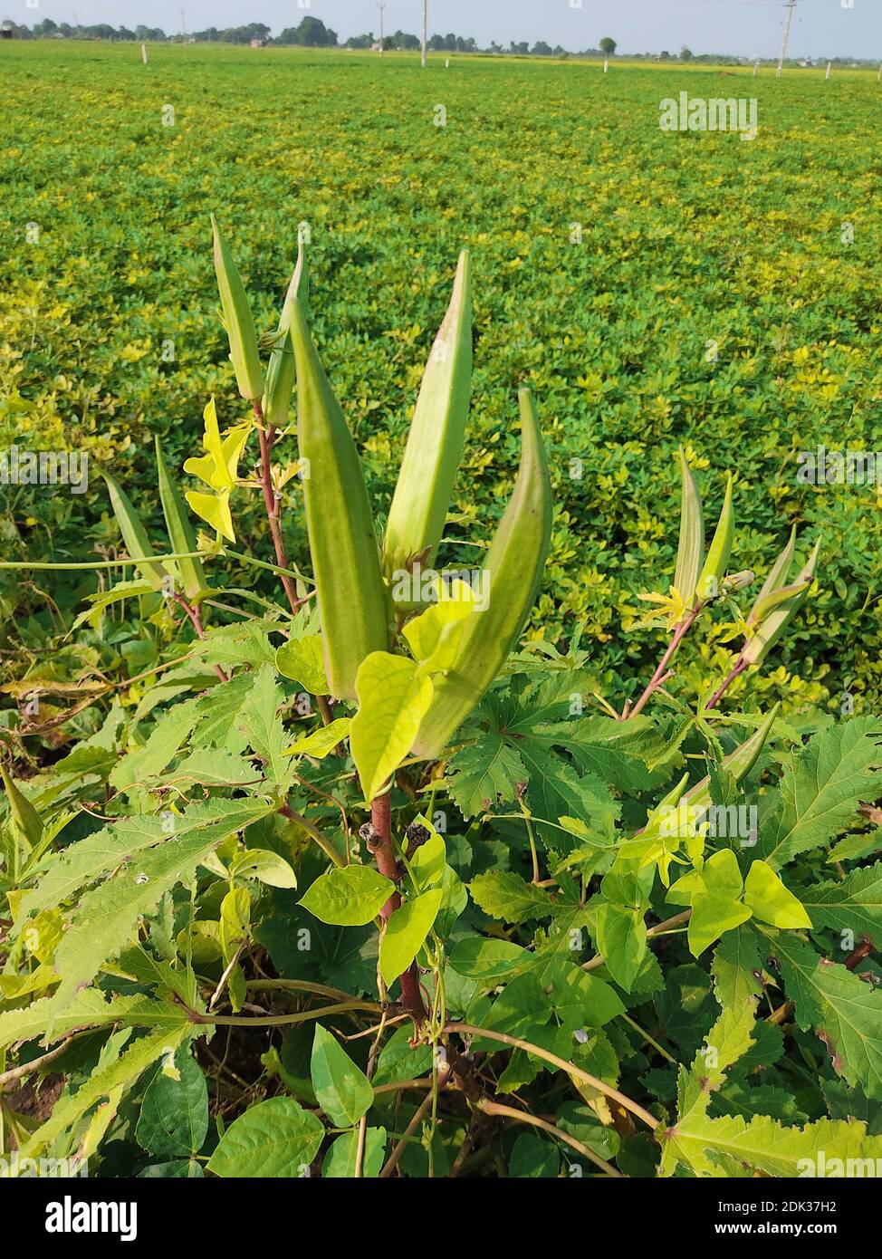 Okra verde joven en el árbol en el huerto, planta de Okra que crece en