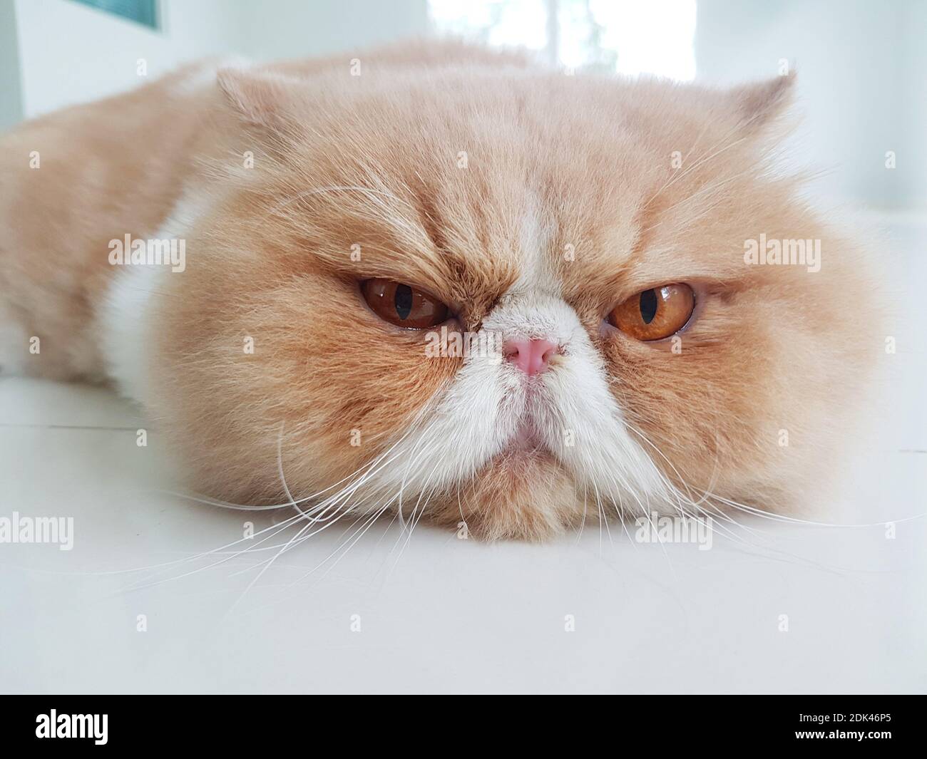 Gato exótico Shorthair con cara enojada Fotografía de stock - Alamy