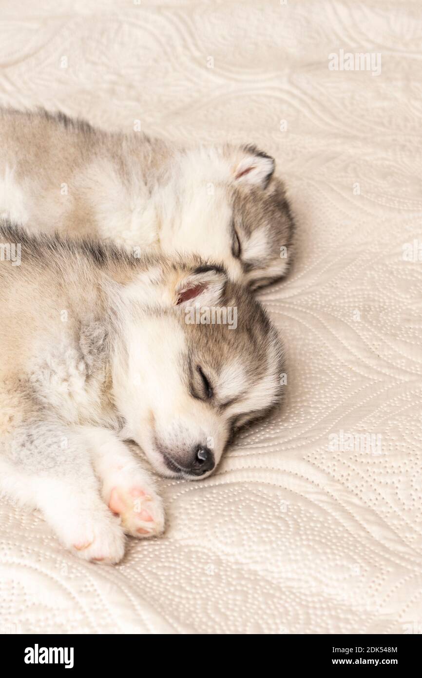 pequeños cachorros de husky, con nariz negra y ojos azules, duermen dulcemente sobre una colcha de textura ligera. copyspace Foto de stock