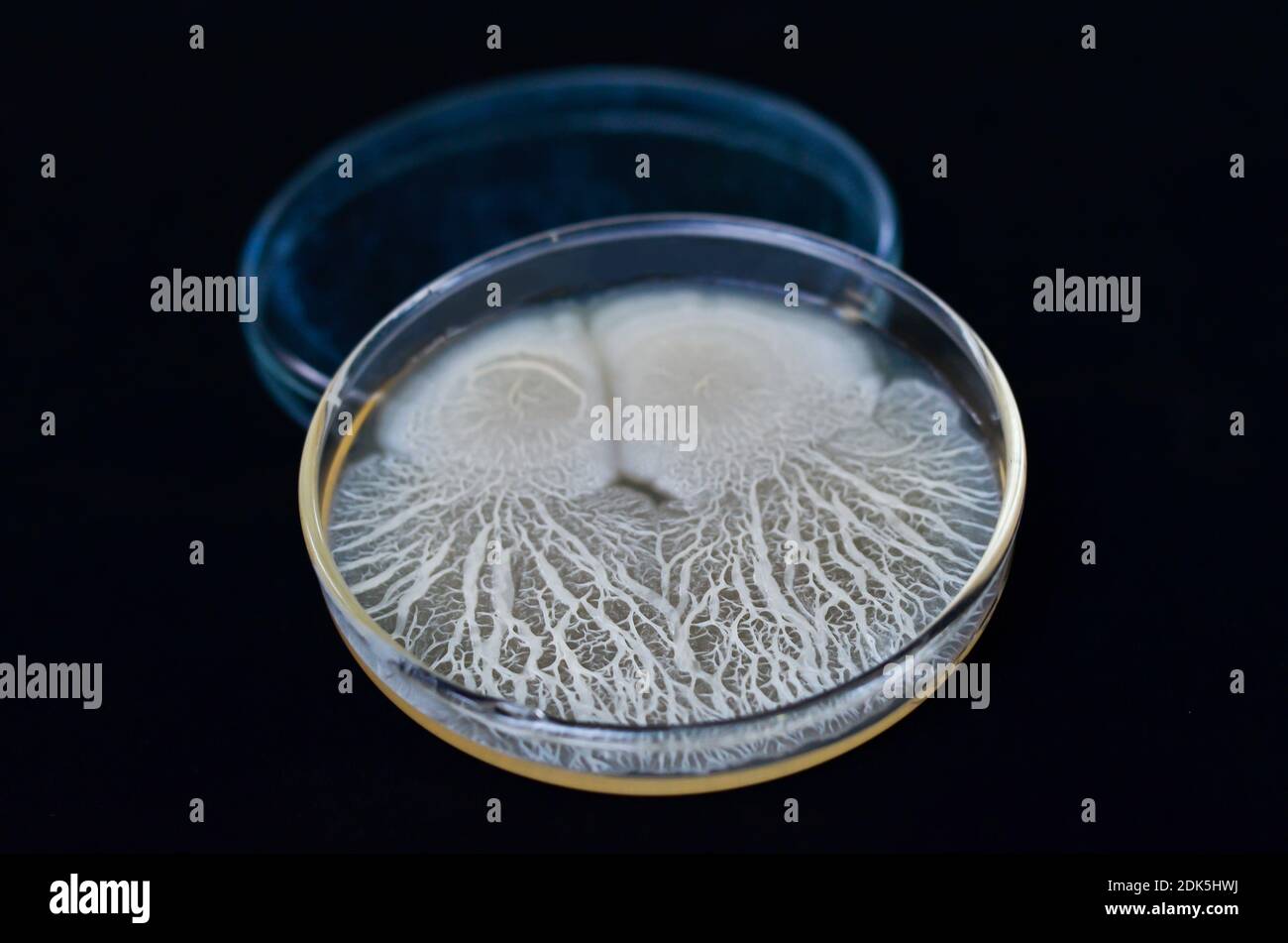 Hermosas colonias Bacterianas de Bacillus Sp creciendo en placa de agar Foto de stock