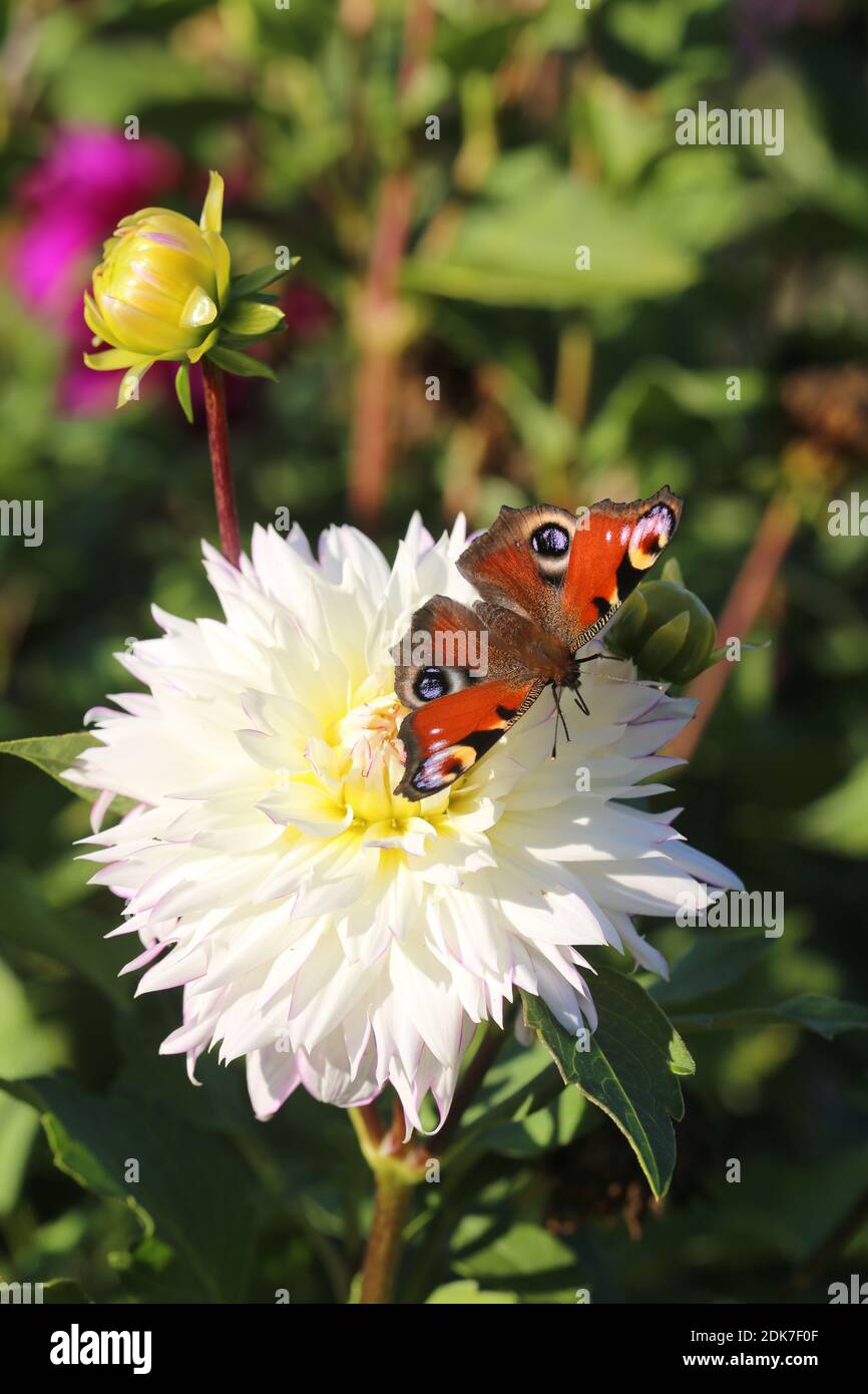 Mariposa de pavo real, dahlia, dahlia, mariposa, mariposa, aglais io, jardín de la casa Foto de stock