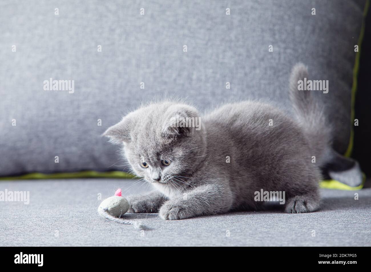 El lindo gatito mira curiosamente a un ratón de juguete Foto de stock
