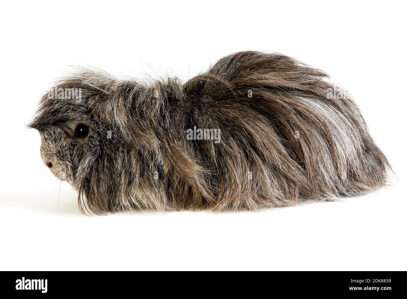 Cobaya pelo largo, cavia porcellus contra el fondo blanco Fotografía de