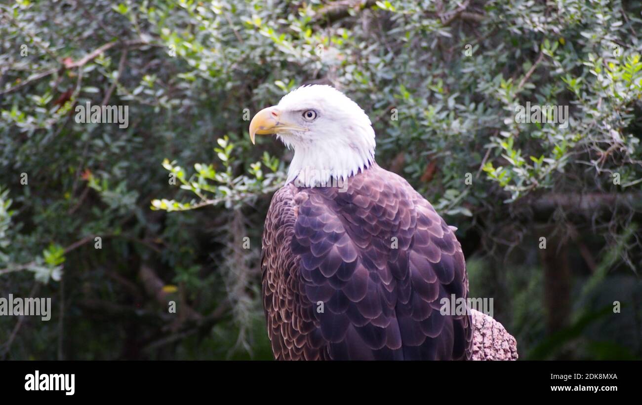 Visión de águila Fotografía de stock - Alamy