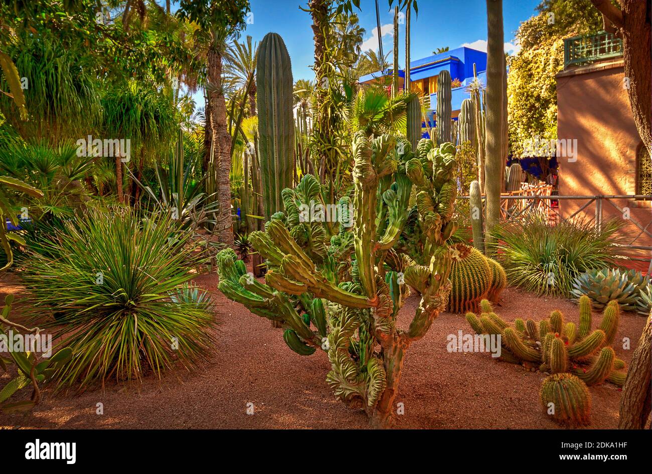 Jardín de cactus, Marrakech. Foto de stock
