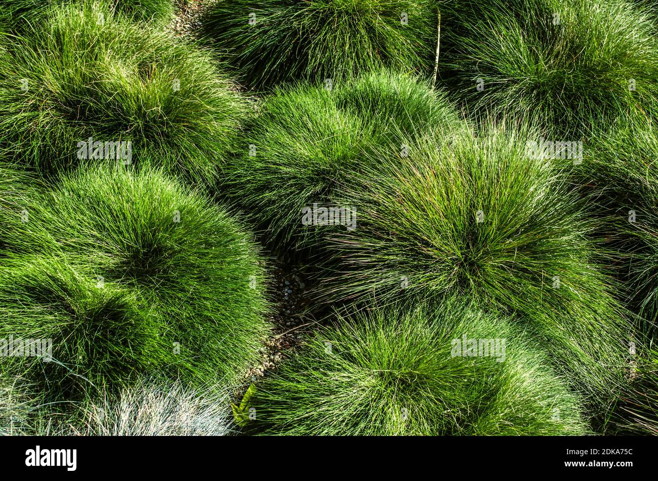 Fondo de hierba decorativa Hairy Sedge con verde brillante suave hojas y puntas de plata bajo el sol de otoño Foto de stock