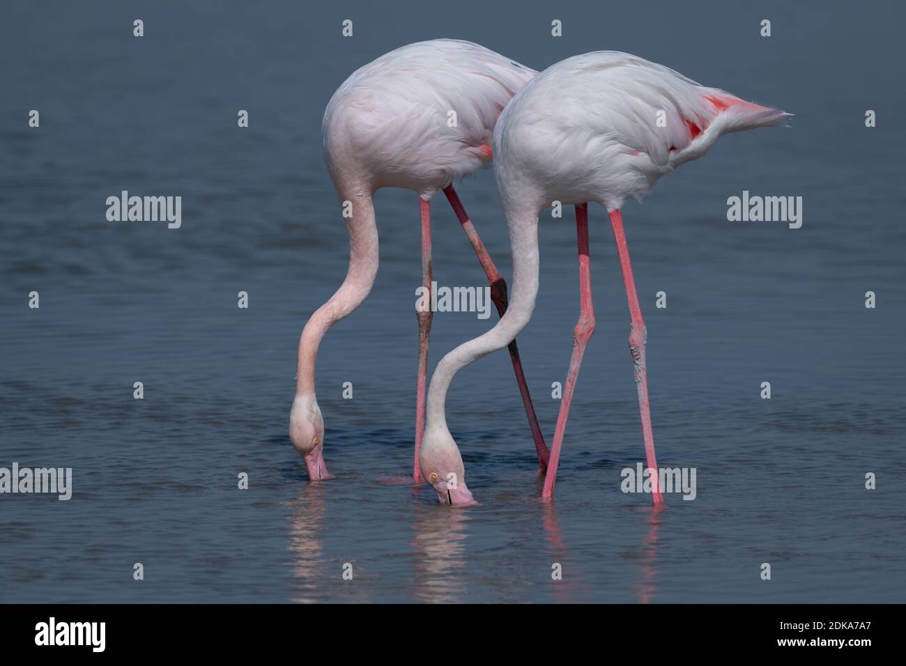 mezcla saltar dueño Feet legs flamingo fotografías e imágenes de alta resolución - Alamy