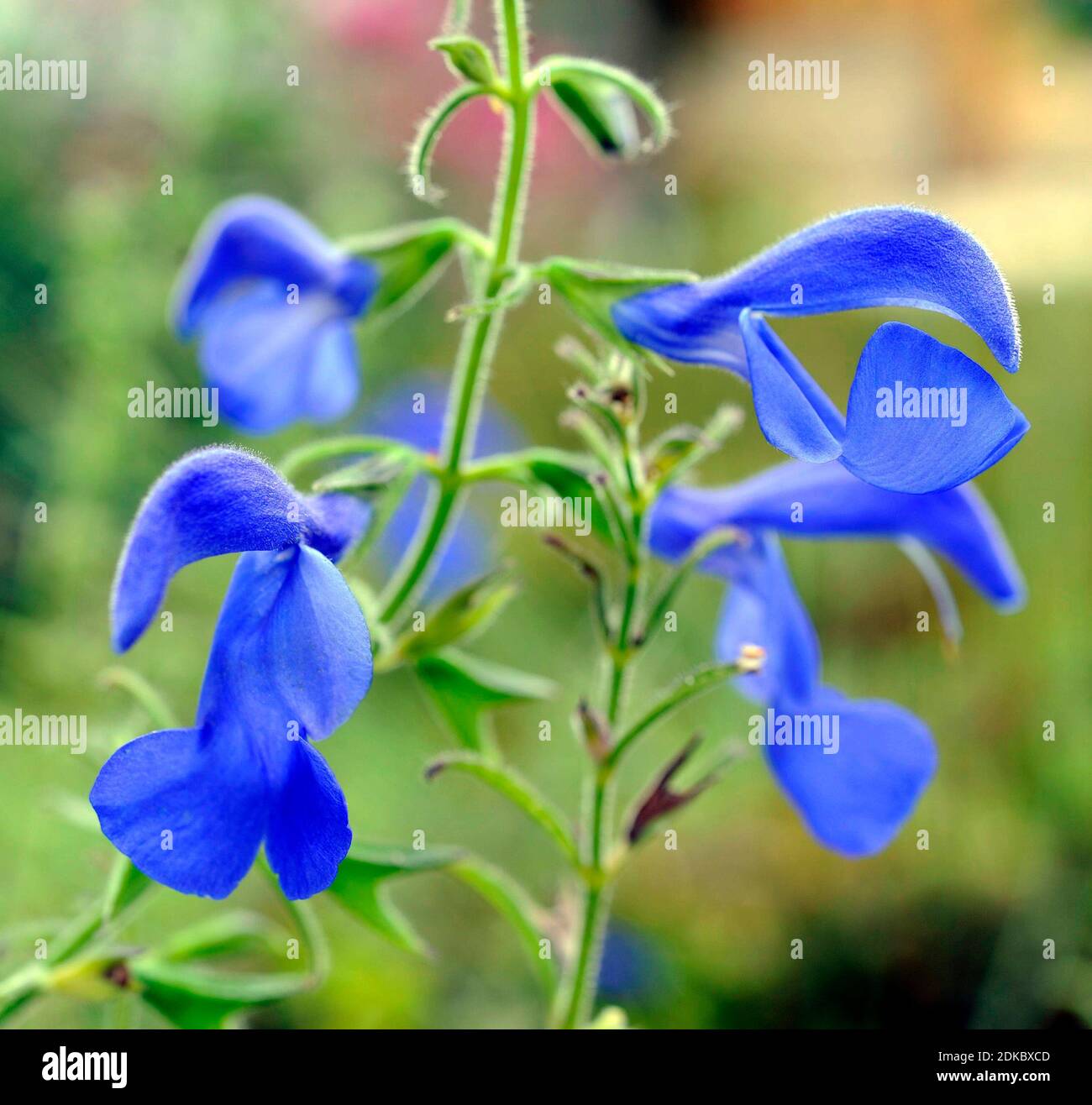 Salvia mexicana, salvia patens, también salvia azul, salvia de jardín o salvia gentia, nativa del centro de México Foto de stock