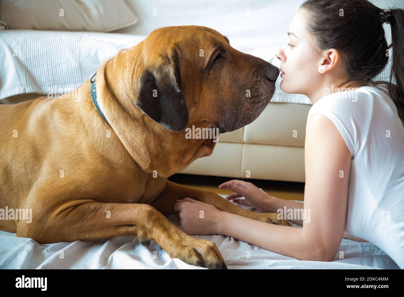 Vista lateral de la mujer joven cara a cara con el perro sentado en la cama  en casa Fotografía de stock - Alamy