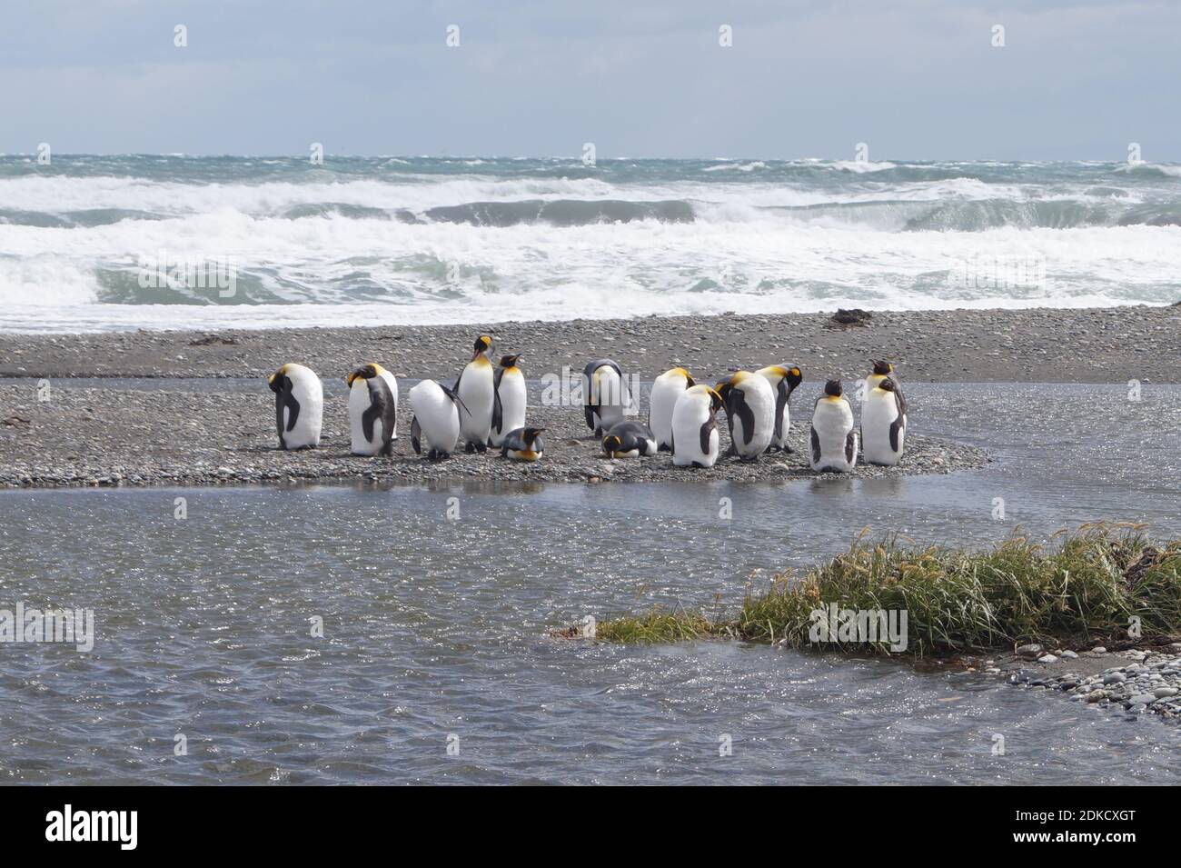 King Penguin Colony en la orilla Foto de stock