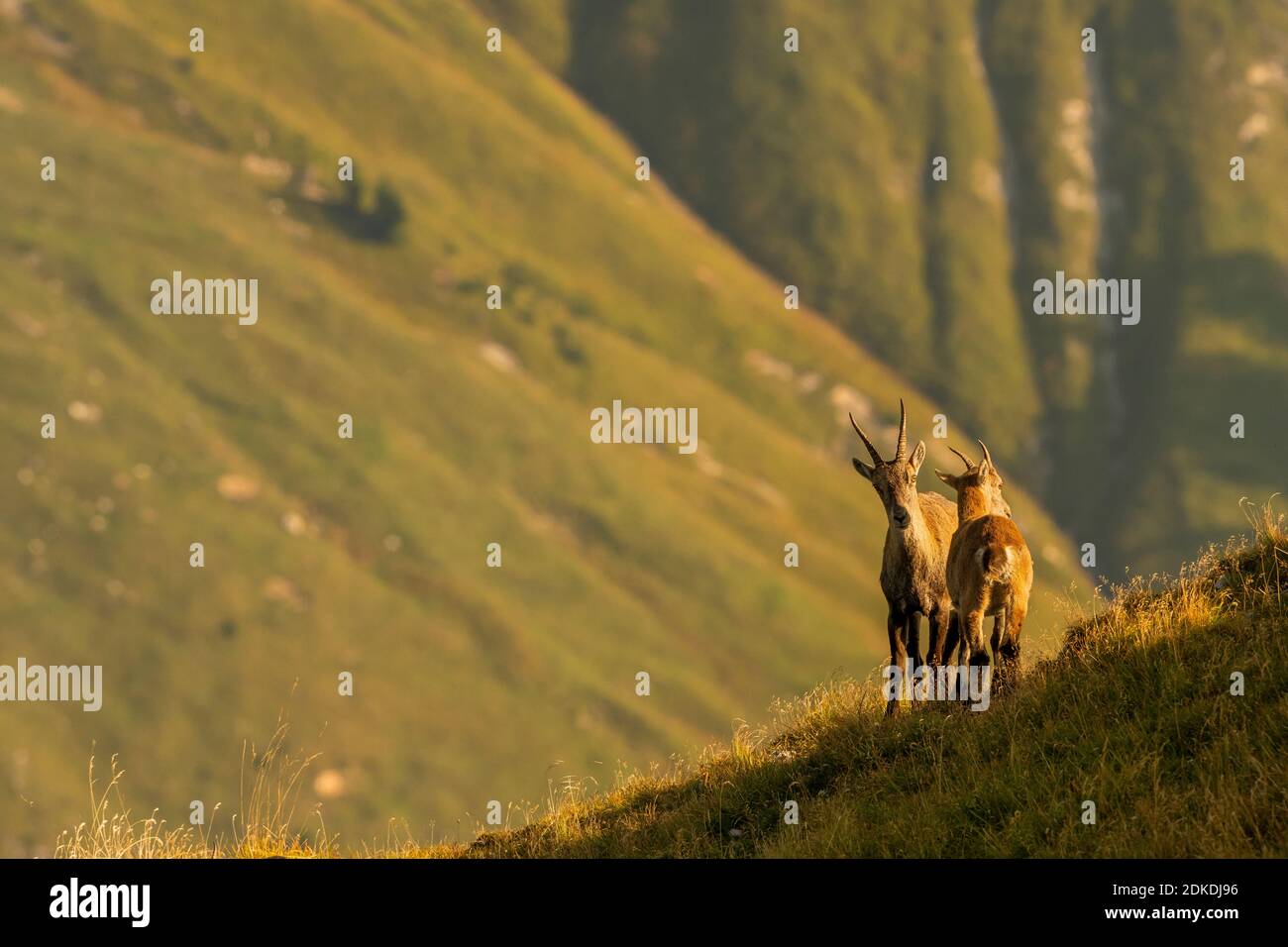 Dos mujeres ibex parecen estar profundamente en conversación, en la cálida luz de la mañana en un prado verde de montaña en el Karwendel. Foto de stock