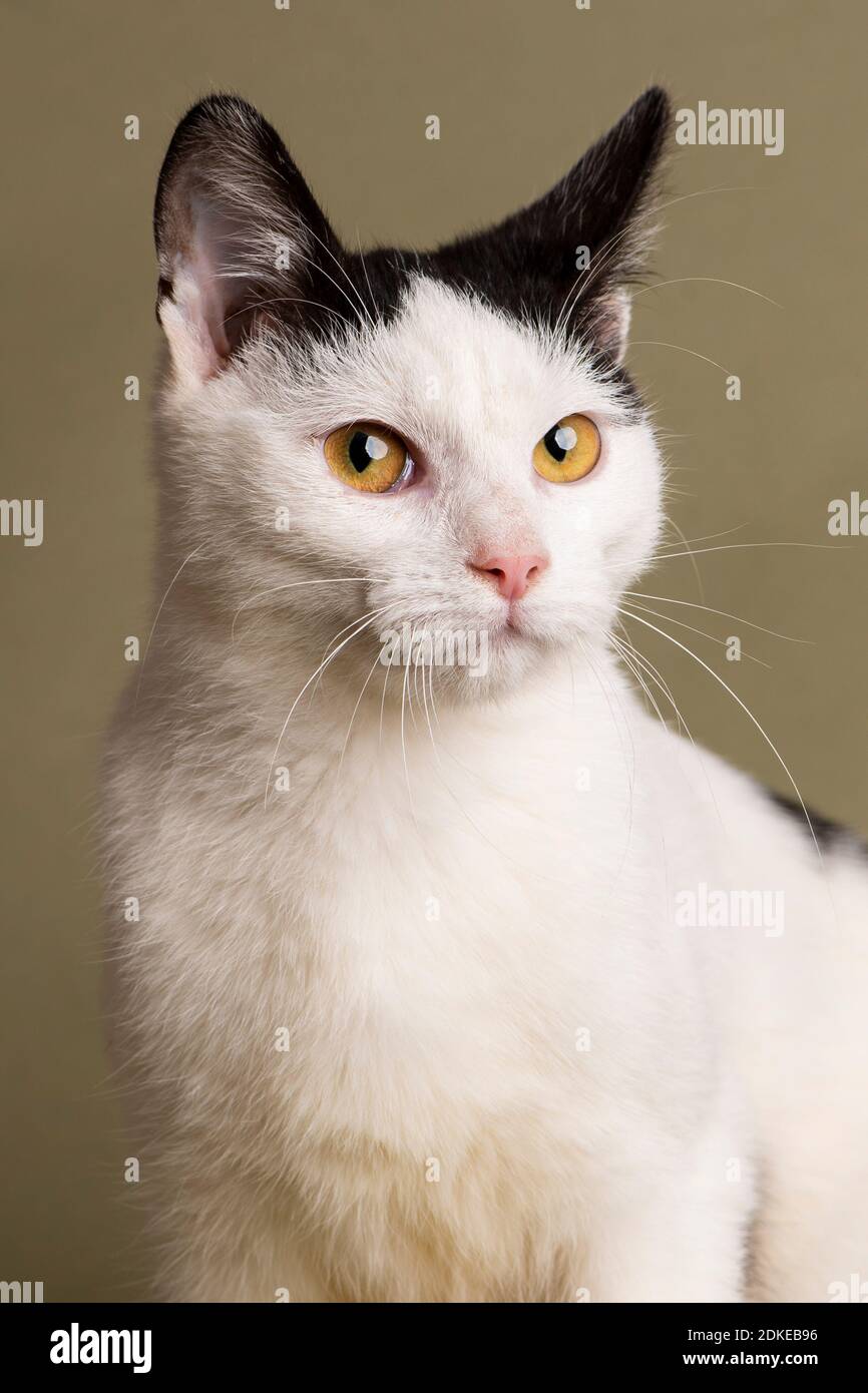 perro, gato de la casa, shortair, halloween, gato negro, gato blanco, mascota, animal, gatito, gato doméstico, gato, lindo, divertido, gatito, felino, doméstico, fondo, Foto de stock
