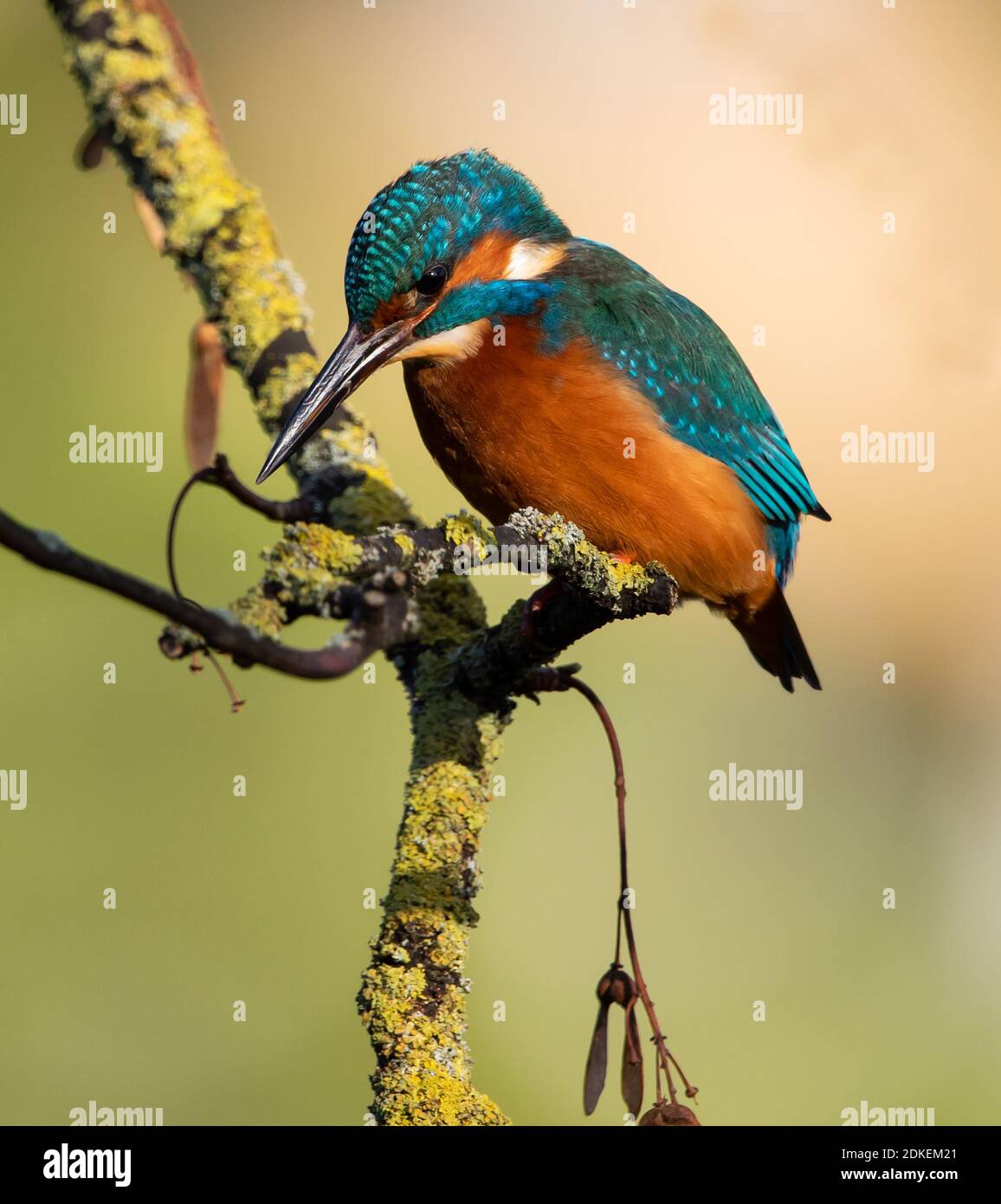 Hermoso hombre Kingfisher en el parque de Cheltenham Foto de stock