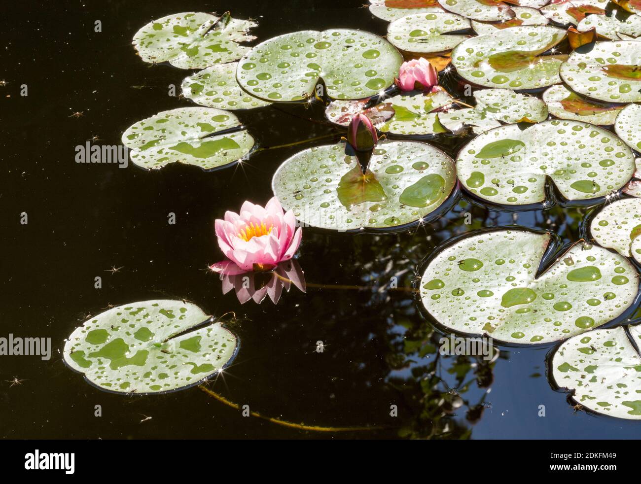 Las hermosas flores de loto rosa o lirios de agua en el estanque después de la lluvia en el soleado día de verano. Foto retroiluminada Foto de stock
