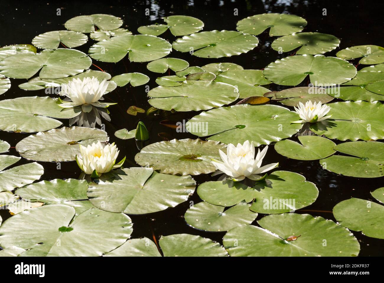 Las hermosas flores de loto blanco o lirios de agua en el estanque en el soleado día de verano. Foto retroiluminada Foto de stock