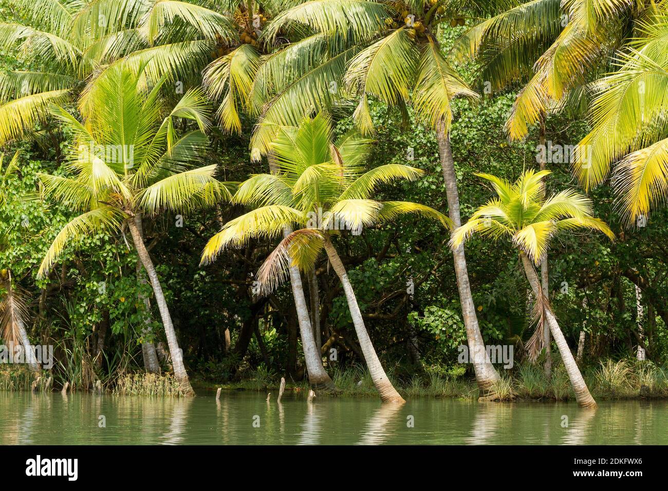 Paisaje de aguas de Kerala - una cadena de lagunas salobres y lagos que se encuentran paralelos a la costa del Mar Arábigo en Kerala, sur de la India Foto de stock