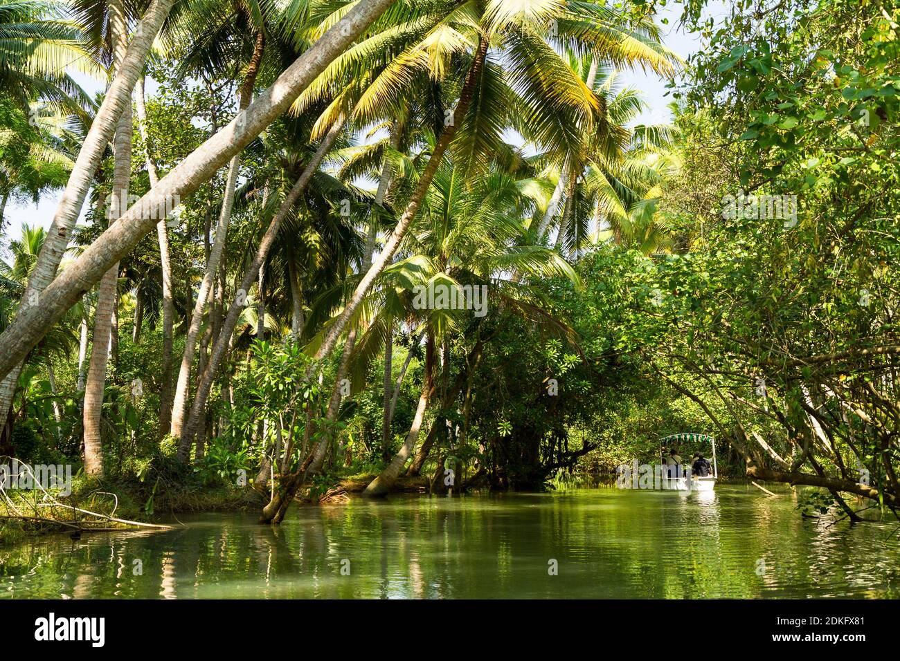 Viaje en lancha a través de los remansos de Kerala - una cadena de lagunas salobres y lagos que se encuentran paralelos a la costa del Mar Arábigo en Kerala, sur de la India Foto de stock