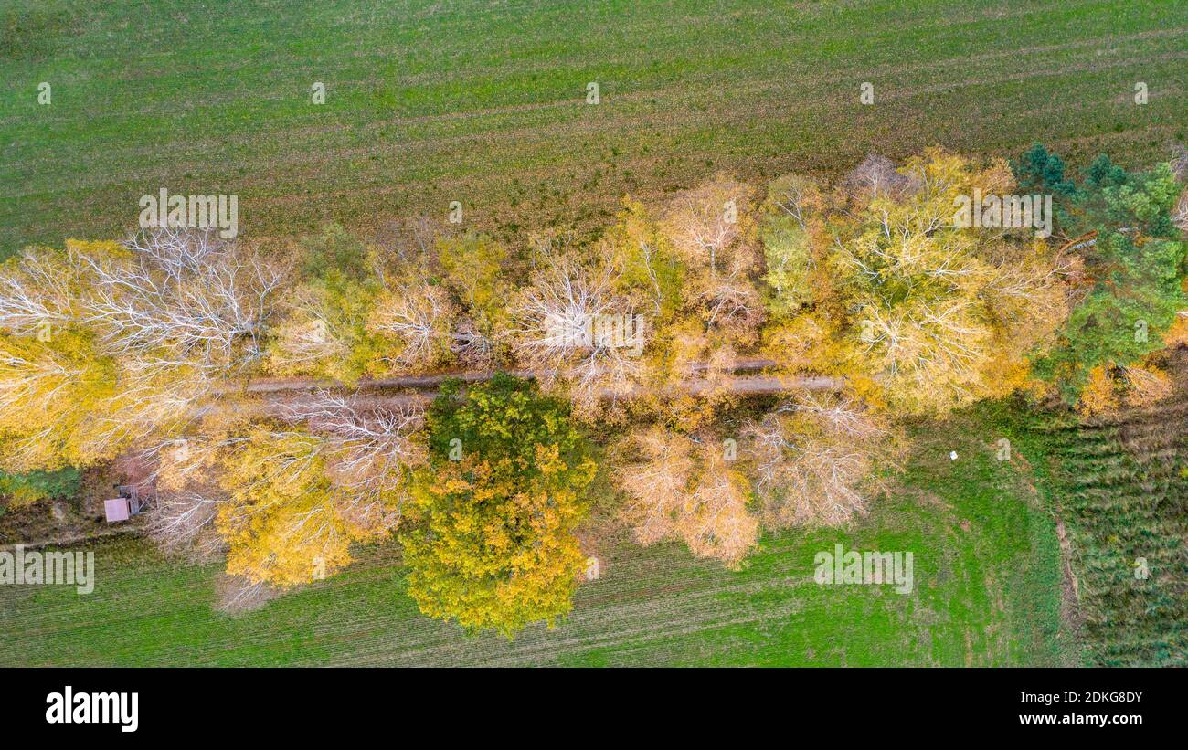 Autumnal descoloró los árboles en un camino de tierra, Angern, Sajonia-Anhalt, Alemania Foto de stock