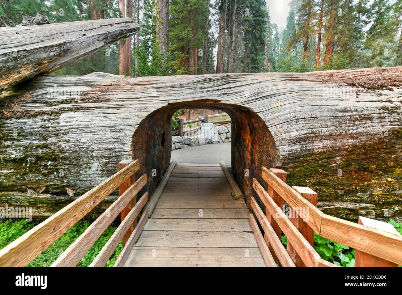 Entrada a la arboleda con secuoyas gigantes, General Sherman en el Parque Nacional Sequoia, California, Estados Unidos. Foto de stock