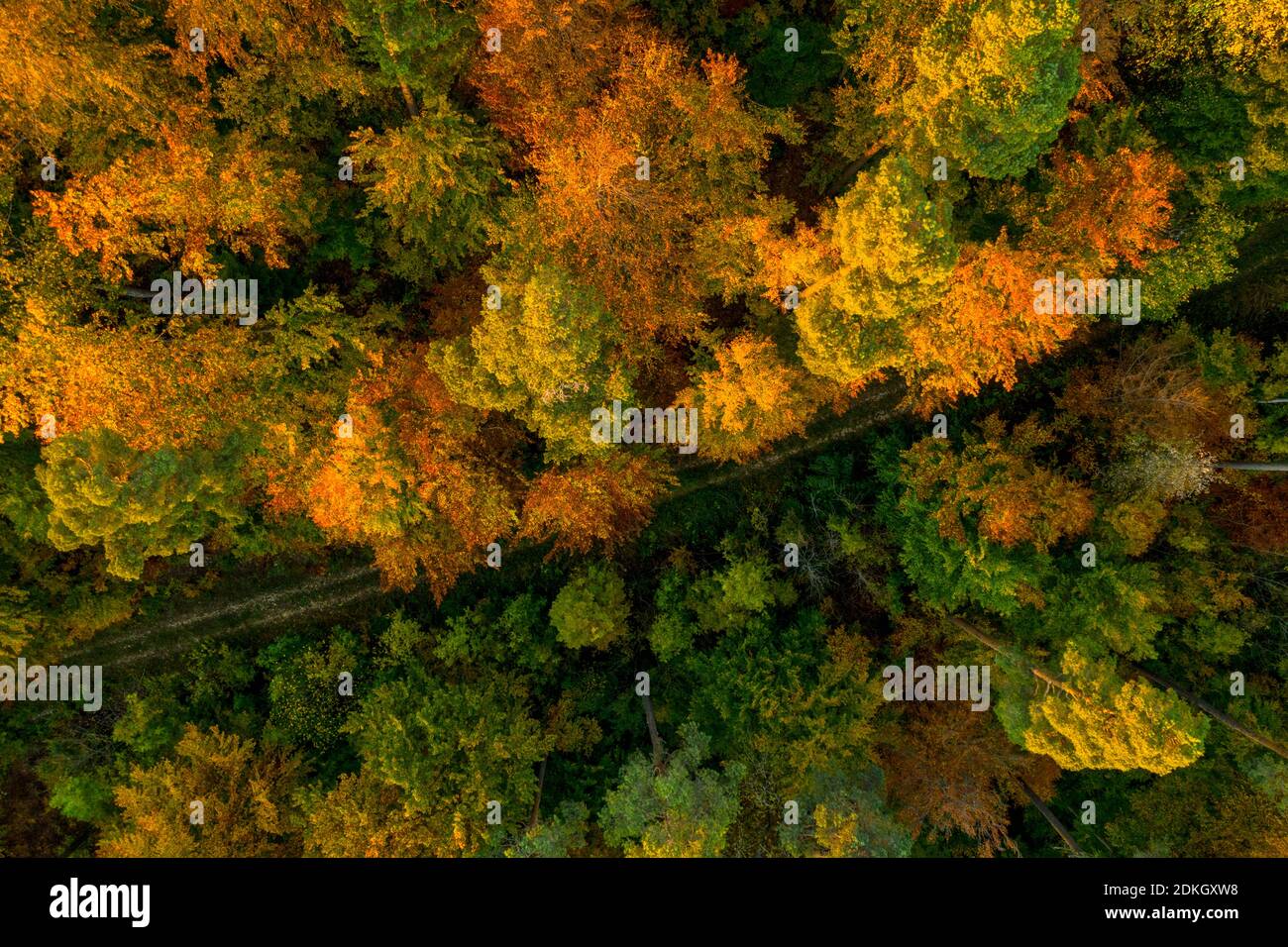 Vista superior de los árboles de colores en la temporada de otoño, auténtica belleza en la naturaleza. Foto de stock