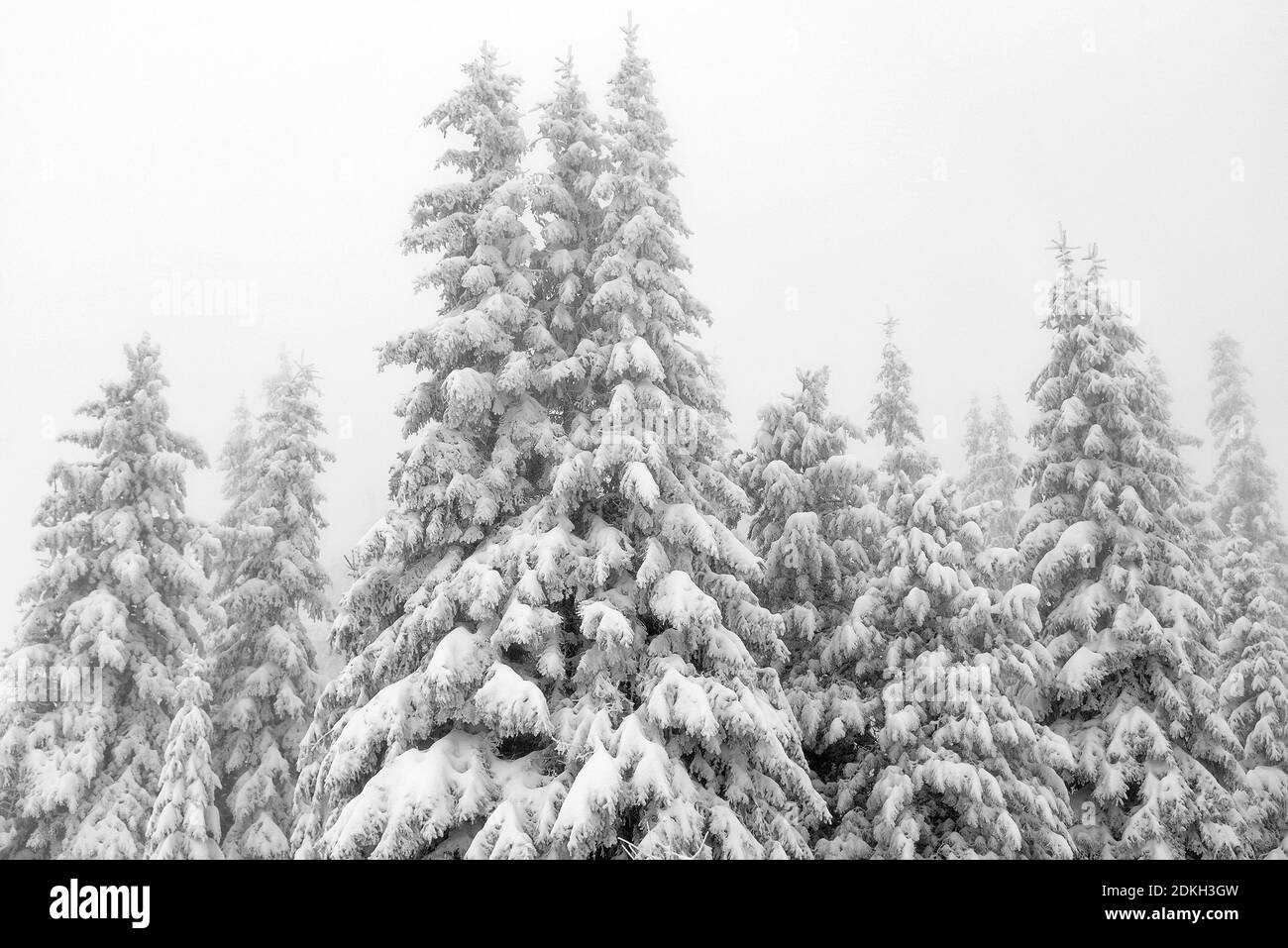 Los pinos en la tierra contra el cielo cubierto de nieve Foto de stock