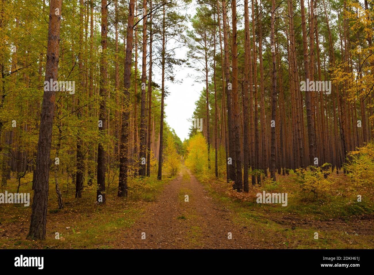 Sendero forestal en otoño en Alemania en el estado de Brandeburgo, el follaje otoñal está en camino, bosque de pino con algunos árboles caducos en el borde Foto de stock
