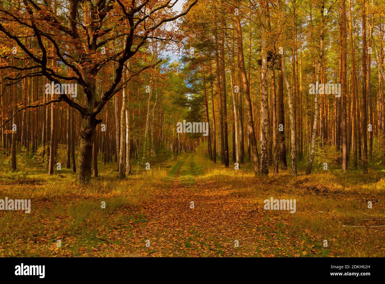 Sendero forestal en otoño en Alemania en el estado de Brandeburgo, el follaje otoñal está en camino Foto de stock