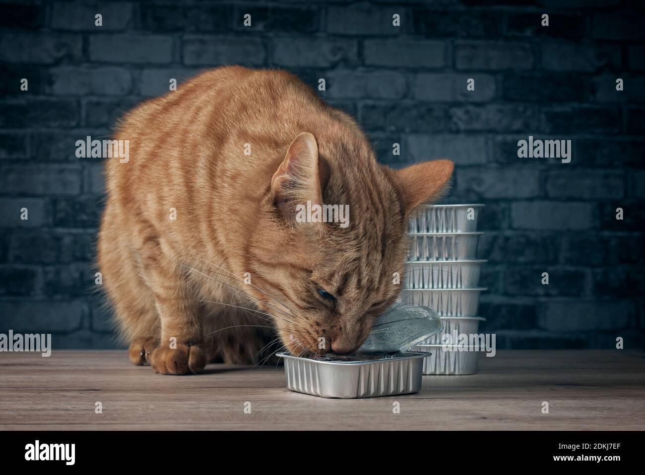 Latas de comida para gatos fotografías e imágenes de alta resolución - Alamy