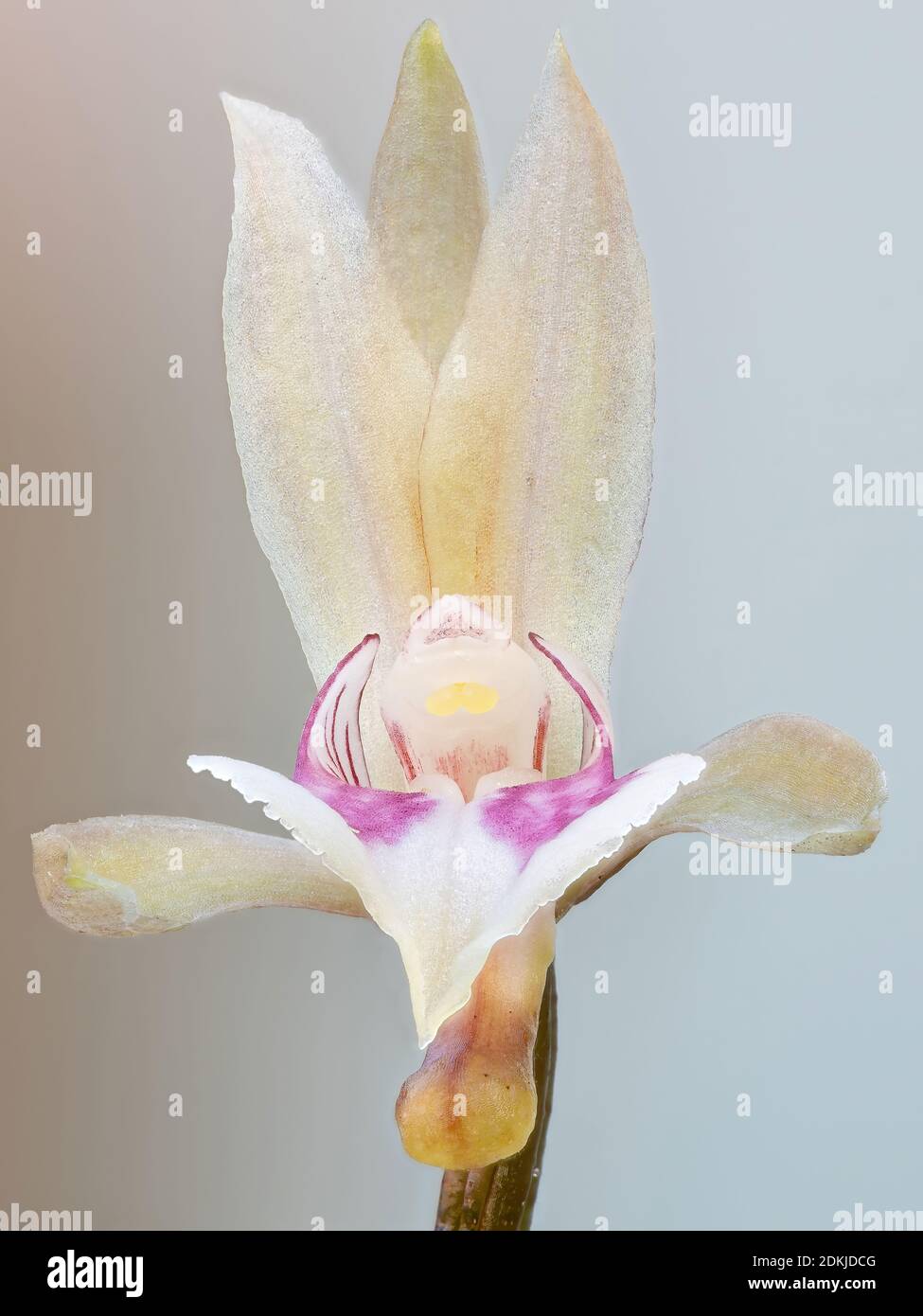 Orquídea monje de la especie Oeceoclades maculata Fotografía de stock -  Alamy