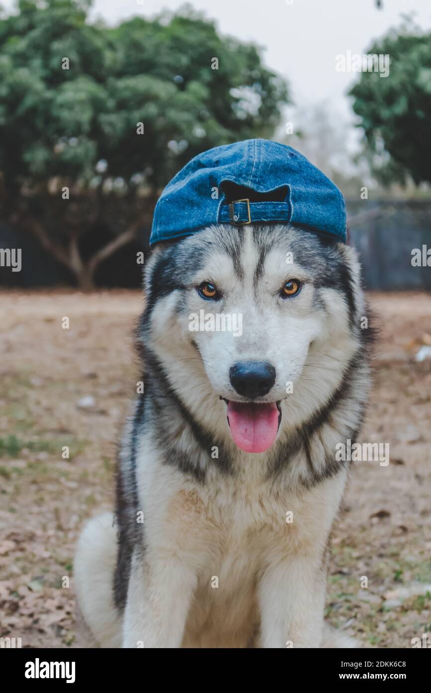 Retrato del perro siberiano de Husky. Husky siberiano está sentado en el  suelo de la hierba, lleva una gorra Fotografía de stock - Alamy