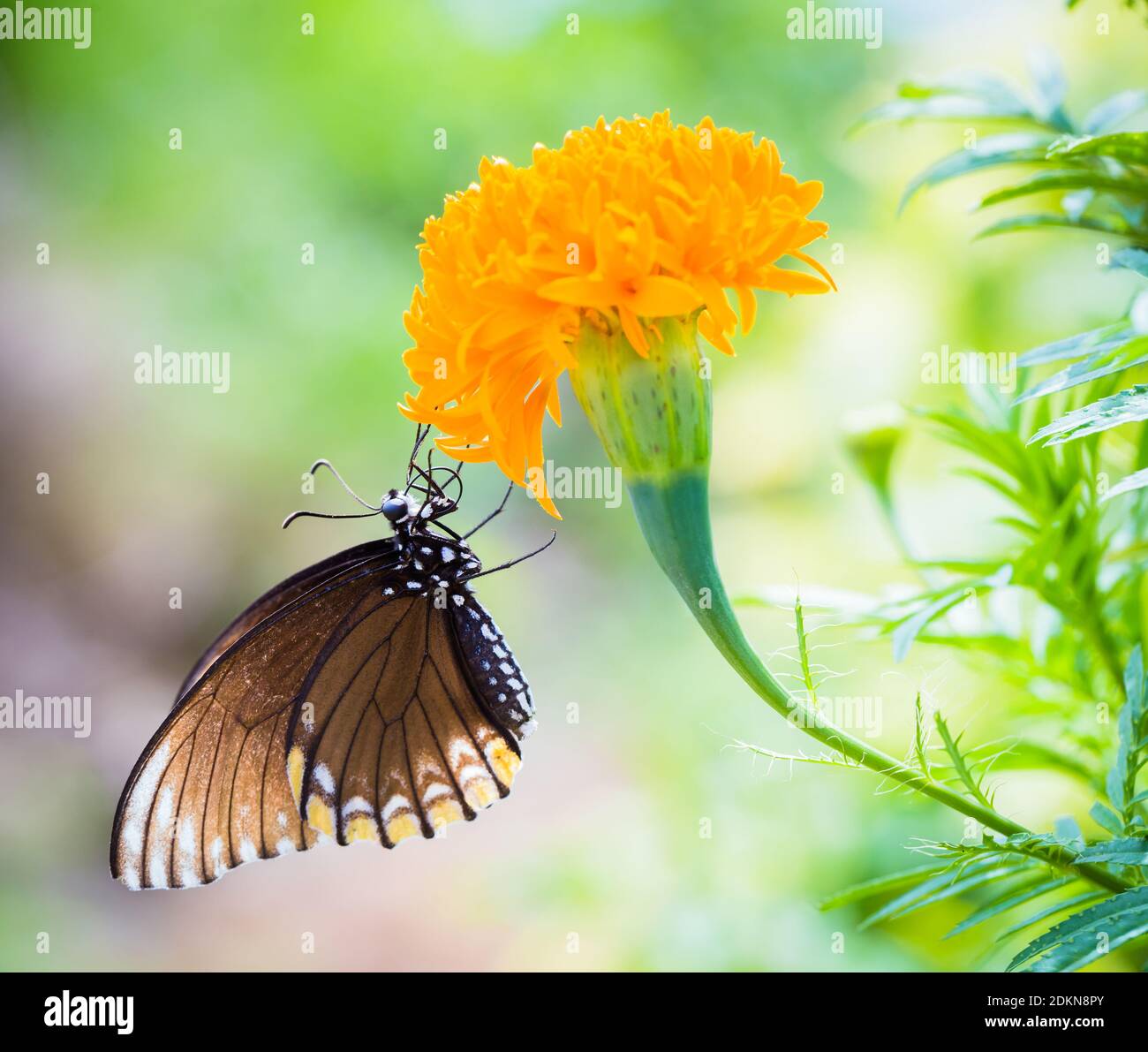 Cerca de Butterfly Polinizando en flor Foto de stock