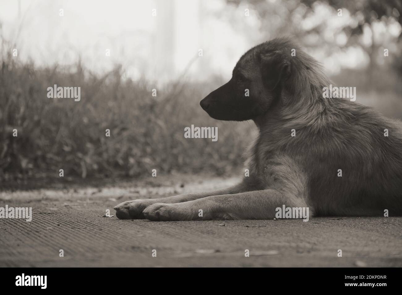 Vista lateral de un perro descansando Foto de stock