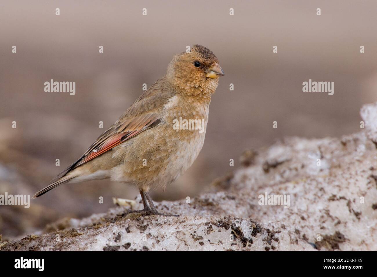 Rode Bergvink Mannetje zittend in de sneeuw, asiáticos machos alados carmesí Finch, encaramado en la nieve. Foto de stock