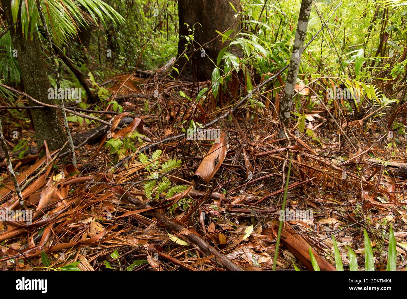 Selva tropical subtropical de tierras bajas. Planta baja y suelo forestal después de una fuerte lluvia de verano. Tamborine Mountain, Queensland, Australia. Foto de stock