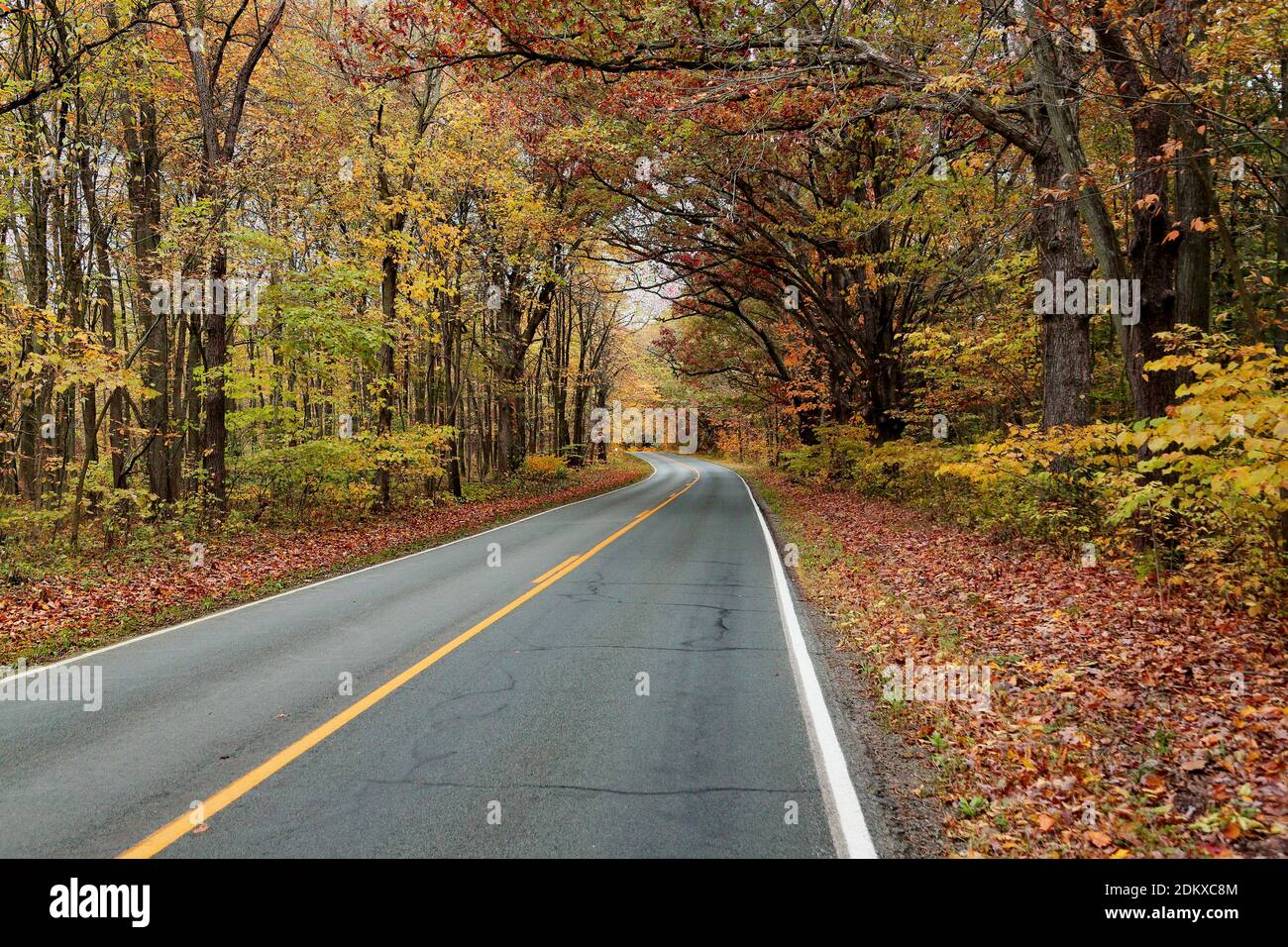 Camino bordeado de árboles con follaje otoñal en el oeste de Michigan Foto de stock