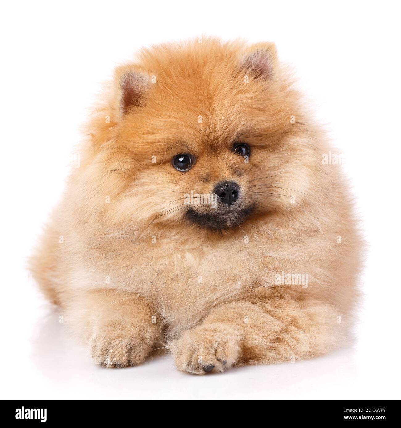 Pomeranian Spitz miente y posan delante de la cámara. Foto de stock