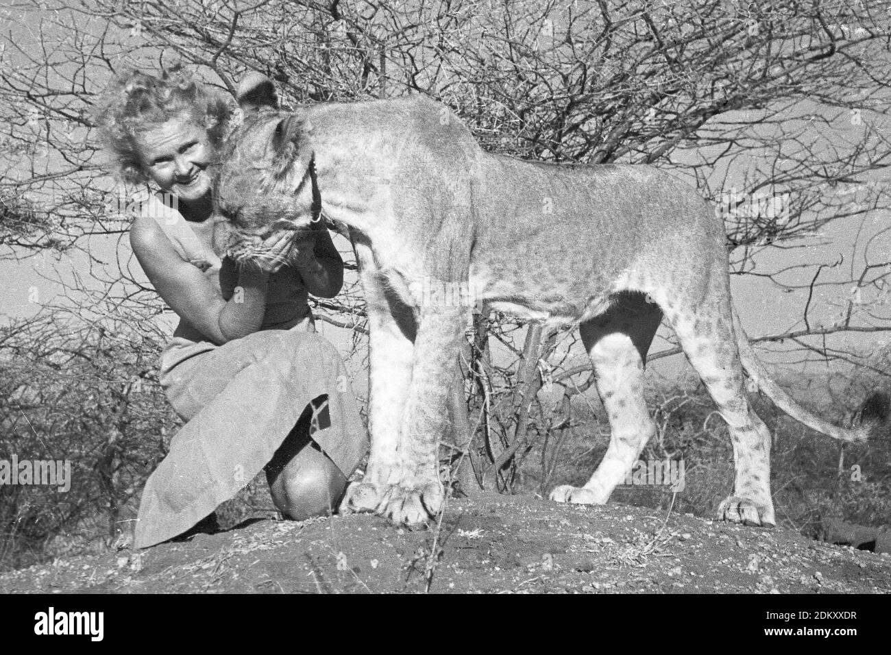 Joy Adamson autor de Born Free wqith Elsa la leioness en Kenia. Imágenes originales de Joy Adamson Born Free Photo Collection en su mayoría tomadas de 1940 a principios de 1960 en Kenia. Foto de stock