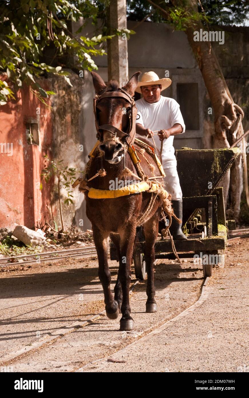Los hombres conducen carros de mula de Henequen en pistas desde los