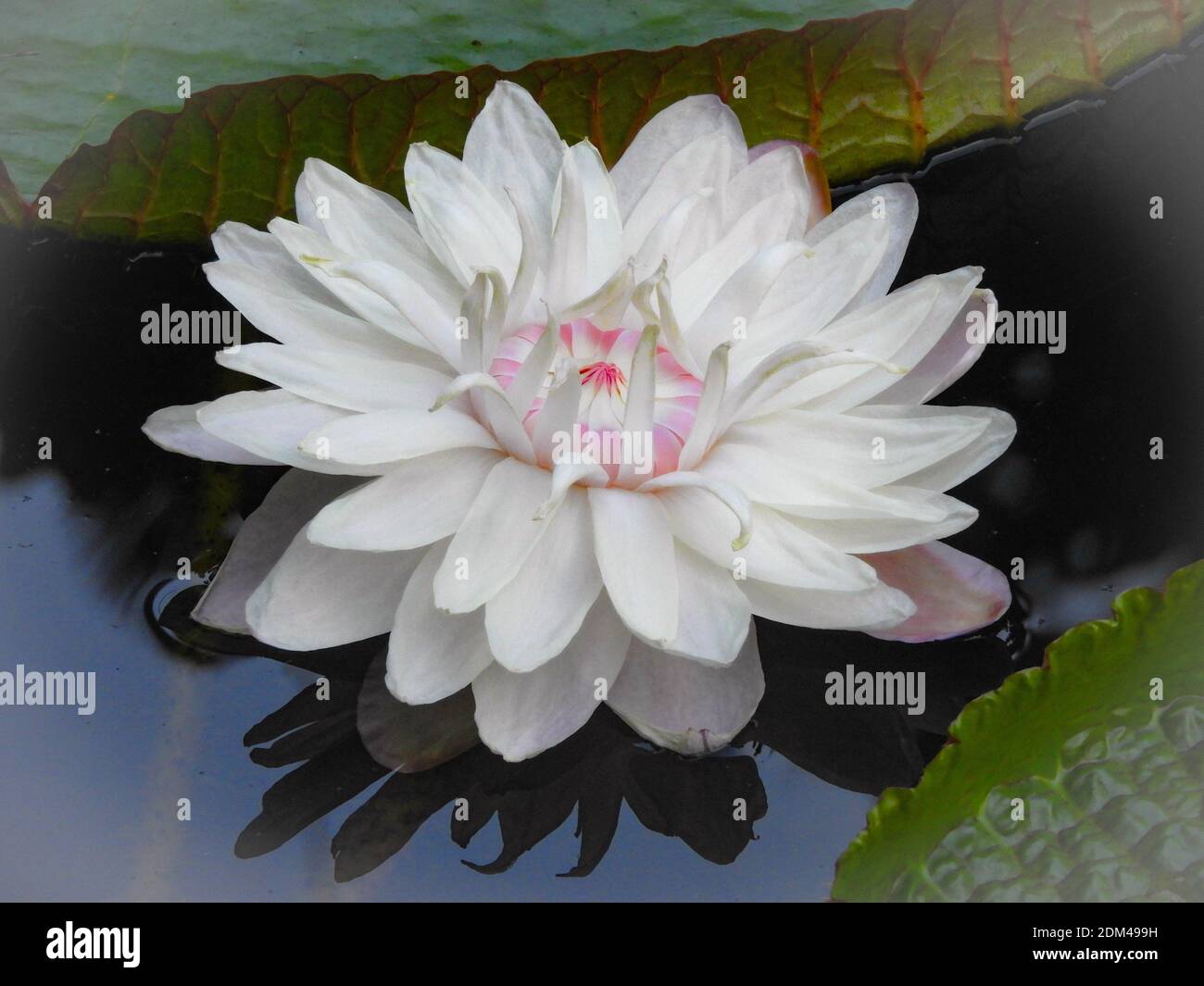 La reina victorias lirio de agua fotografías e imágenes de alta resolución - Alamy La reina victorias lirio de agua fotografías e imágenes de alta resolución - Alamy