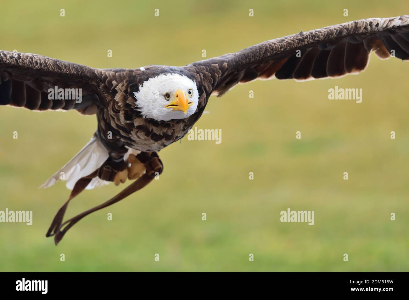 Águila calva en vuelo durante una demostración de cetrería Fotografía de  stock - Alamy